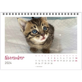 Kleiner Tischkalender für 2024 mit niedlichen Kittenfotos